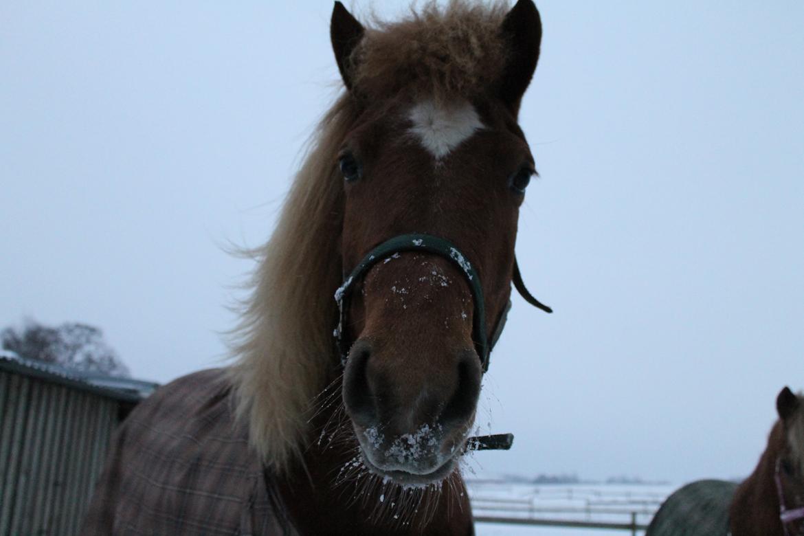 Islænder Tigla Fra Skuldnord - Tak fordi i gad kigge med ;-) Håber i vil lægge en bedømmelse! :-D billede 11