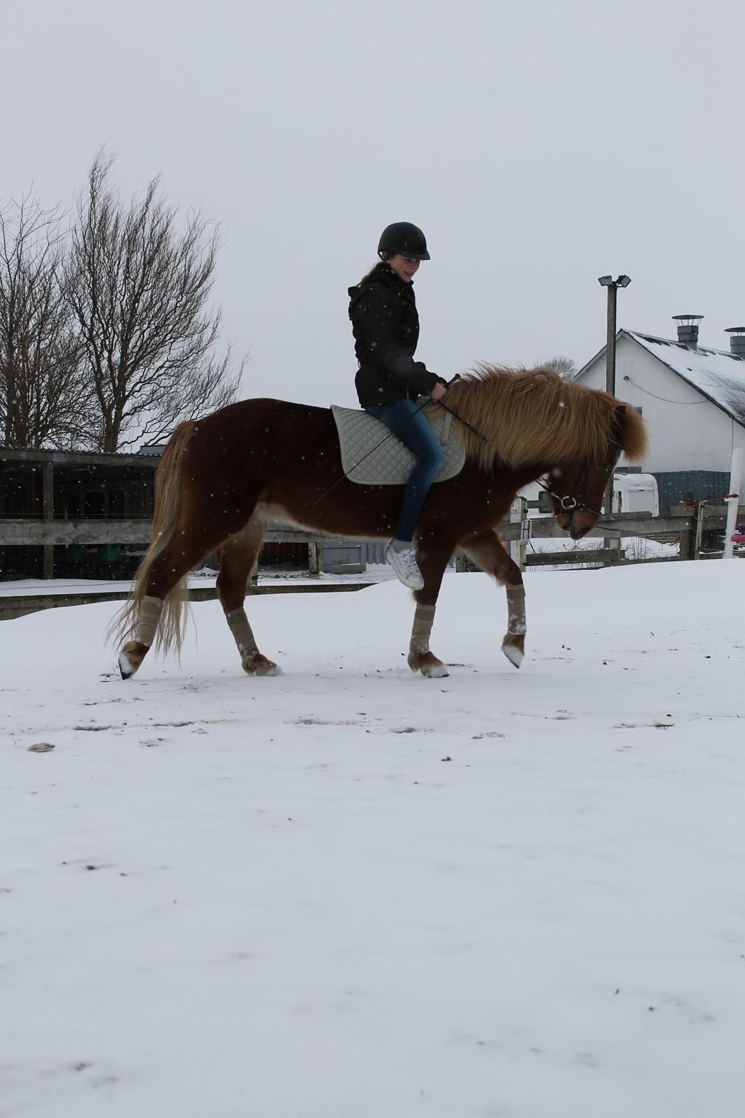 Islænder Tigla Fra Skuldnord - Ridning i sneen - med Sarah S. på ryggen :-) billede 10