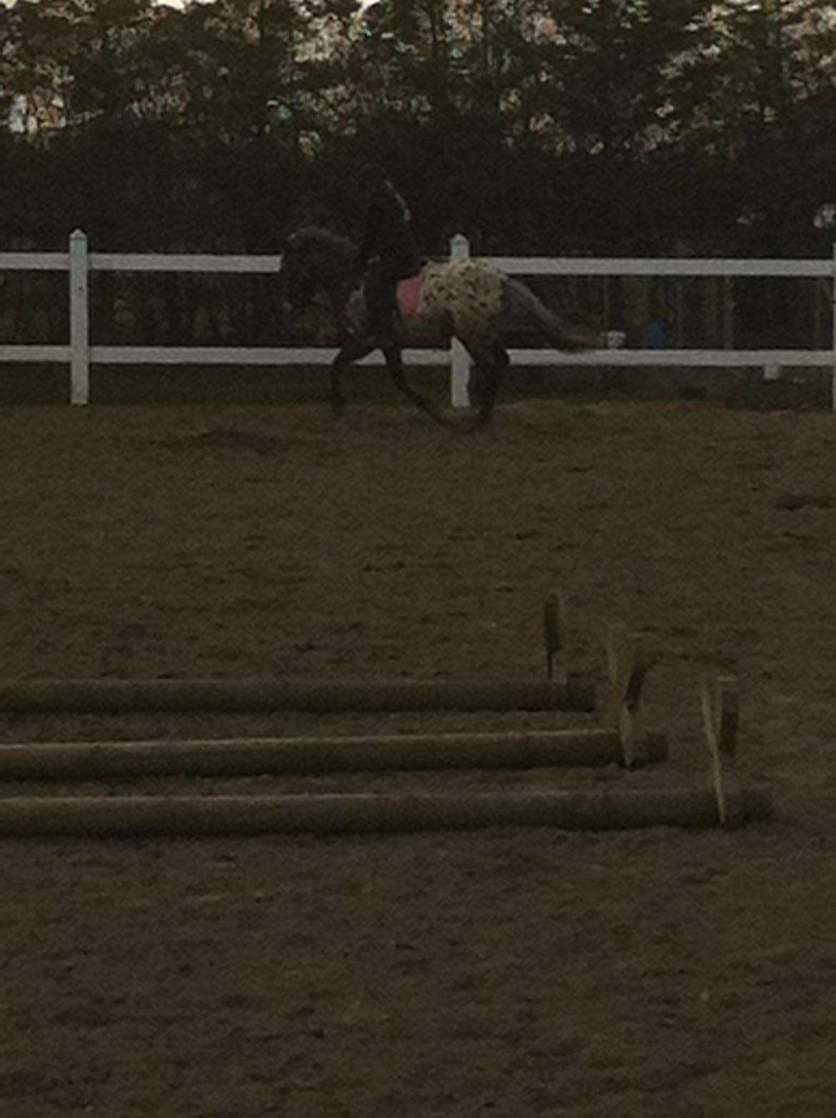 Anden særlig race Skyline - 14.03.14. Skyline er ved at have godt styr på gallopanspring billede 5