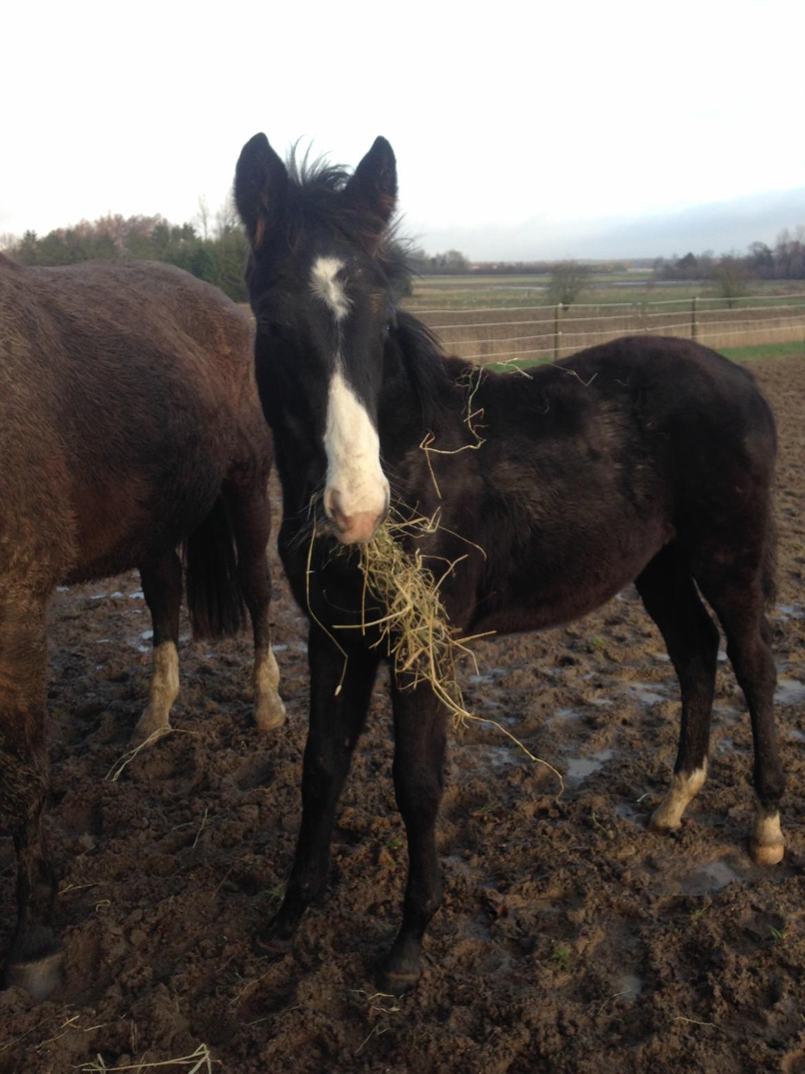 Dansk Varmblod Sundhøjs Duke Hingst billede 10