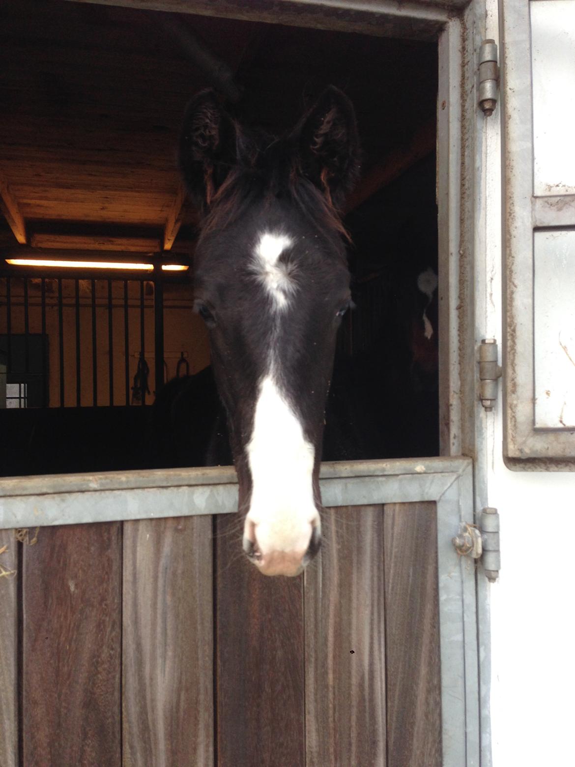 Dansk Varmblod Sundhøjs Duke Hingst billede 11