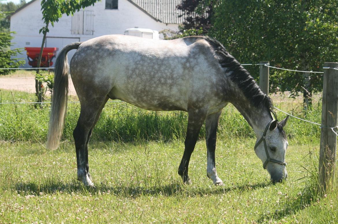 Hollandsk Varmblod Zerex B-Hest billede 6