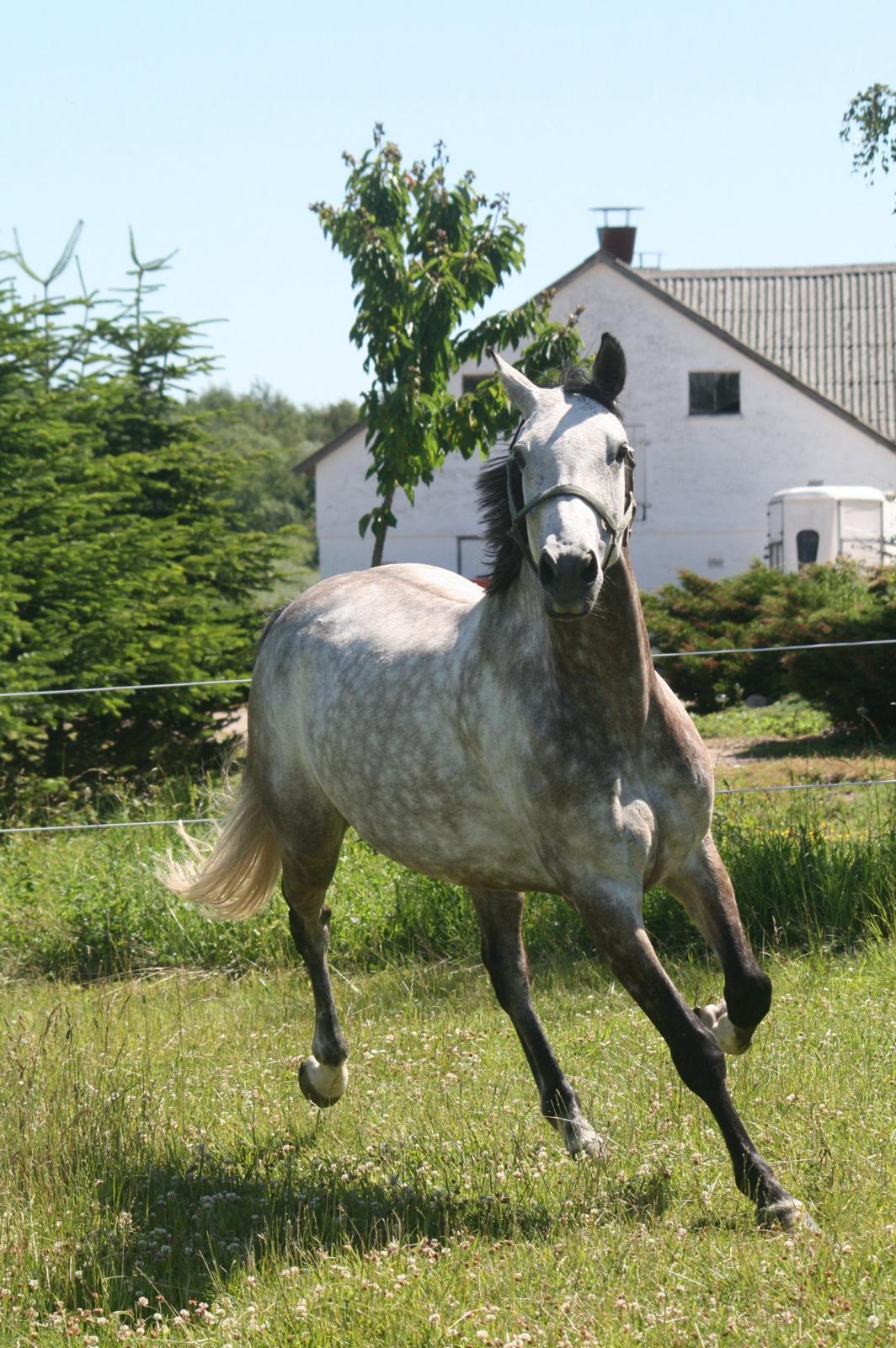 Hollandsk Varmblod Zerex B-Hest billede 8