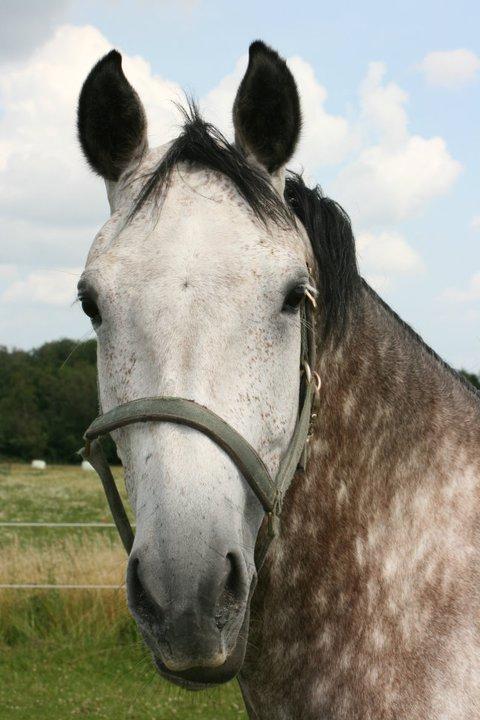 Hollandsk Varmblod Zerex B-Hest billede 14