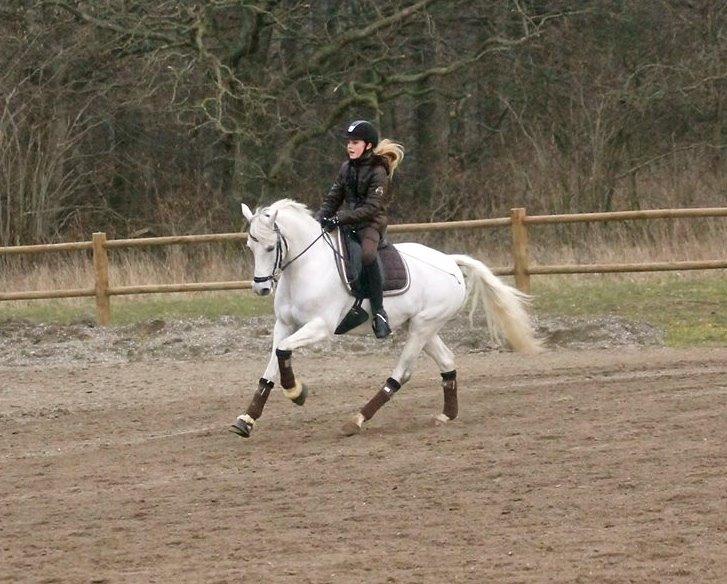 Hollandsk Sportspony Powergirl A-PONY - Nyt billede :)) billede 6