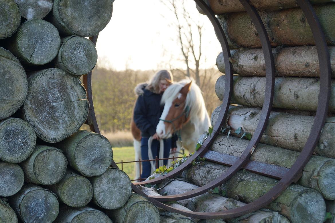 Pinto Lavida billede 9