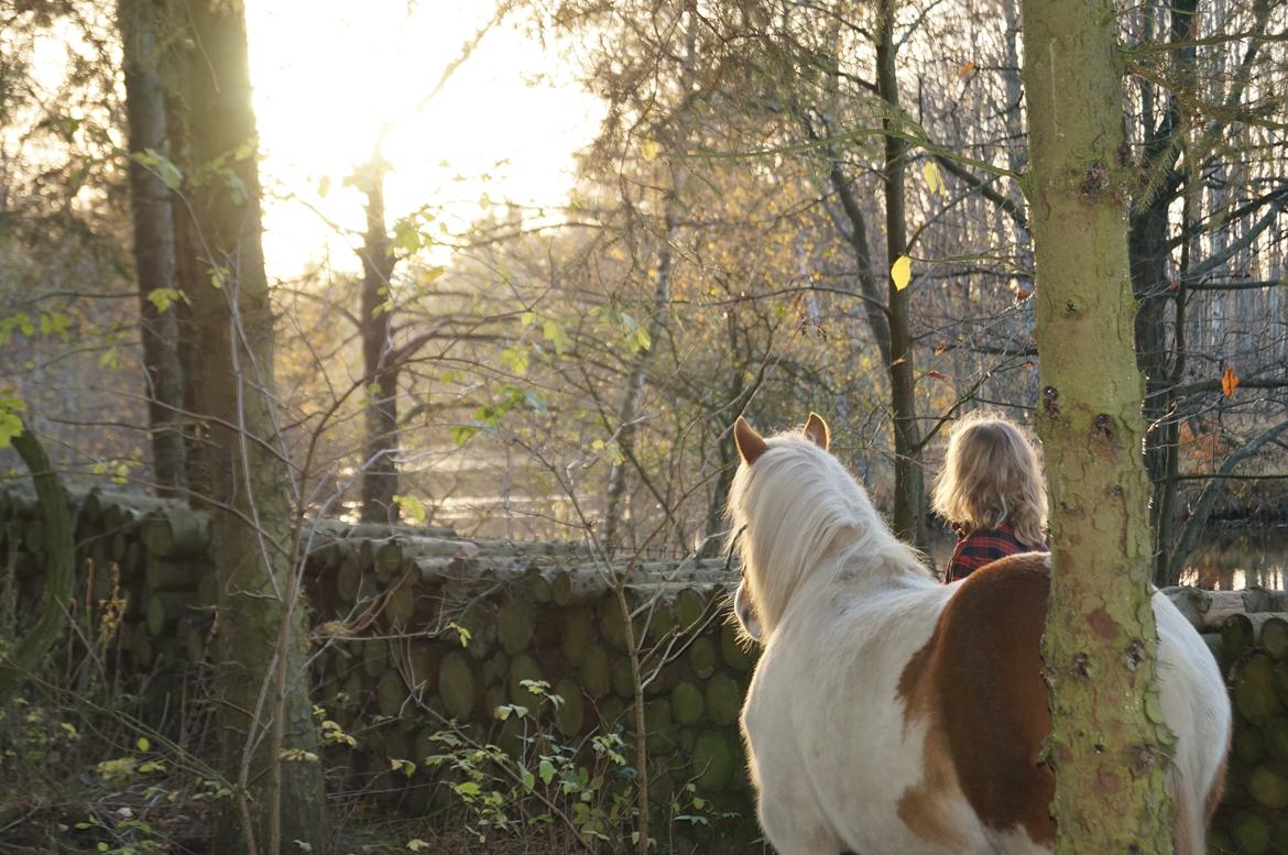 Pinto Lavida billede 11