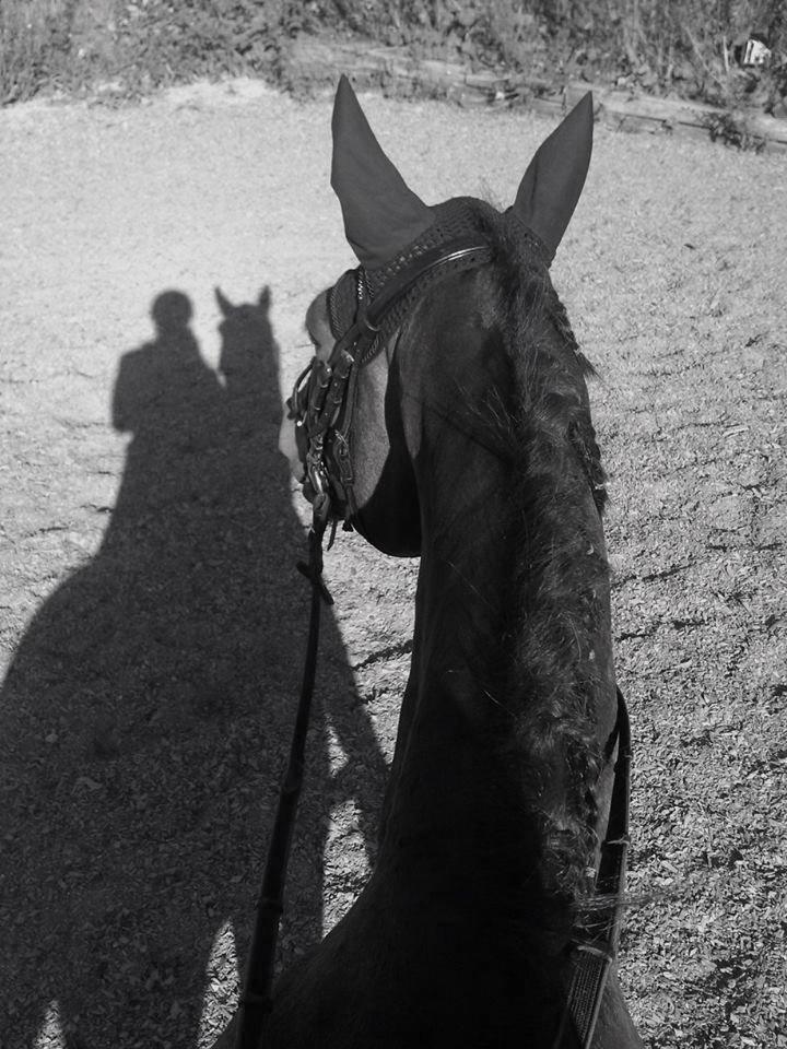 Trakehner Beautyful Diva - Forever is a long time, but I wouldn’t mind spending it by your side. billede 8