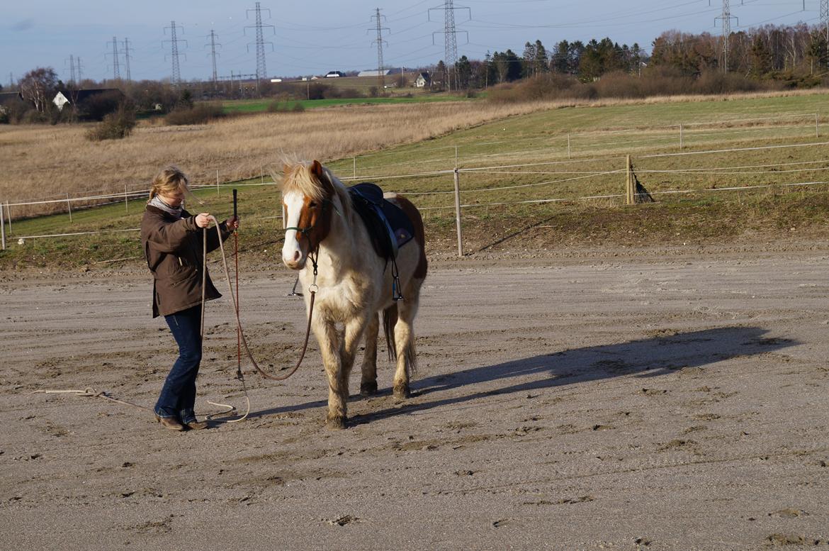 Pinto Lavida billede 13