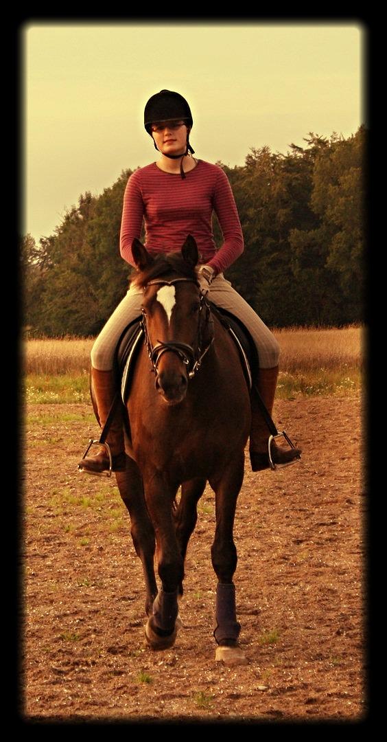 Trakehner Beautyful Diva - I’m in love with you and all your little things! <3 billede 5