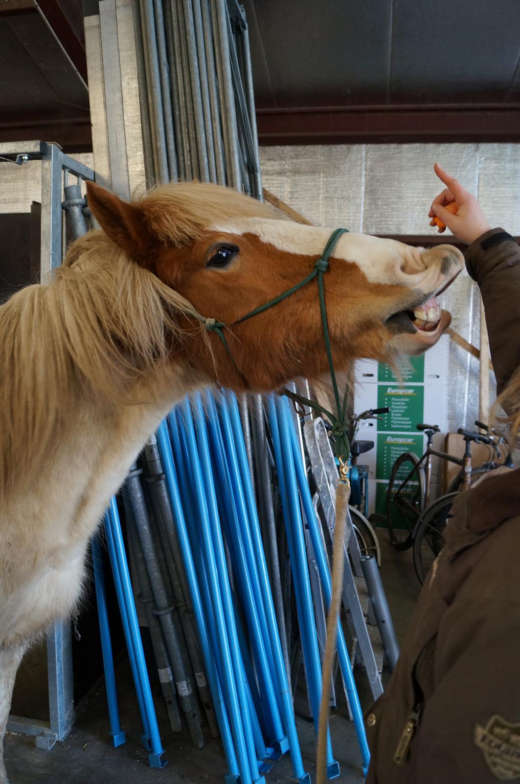 Pinto Lavida billede 15