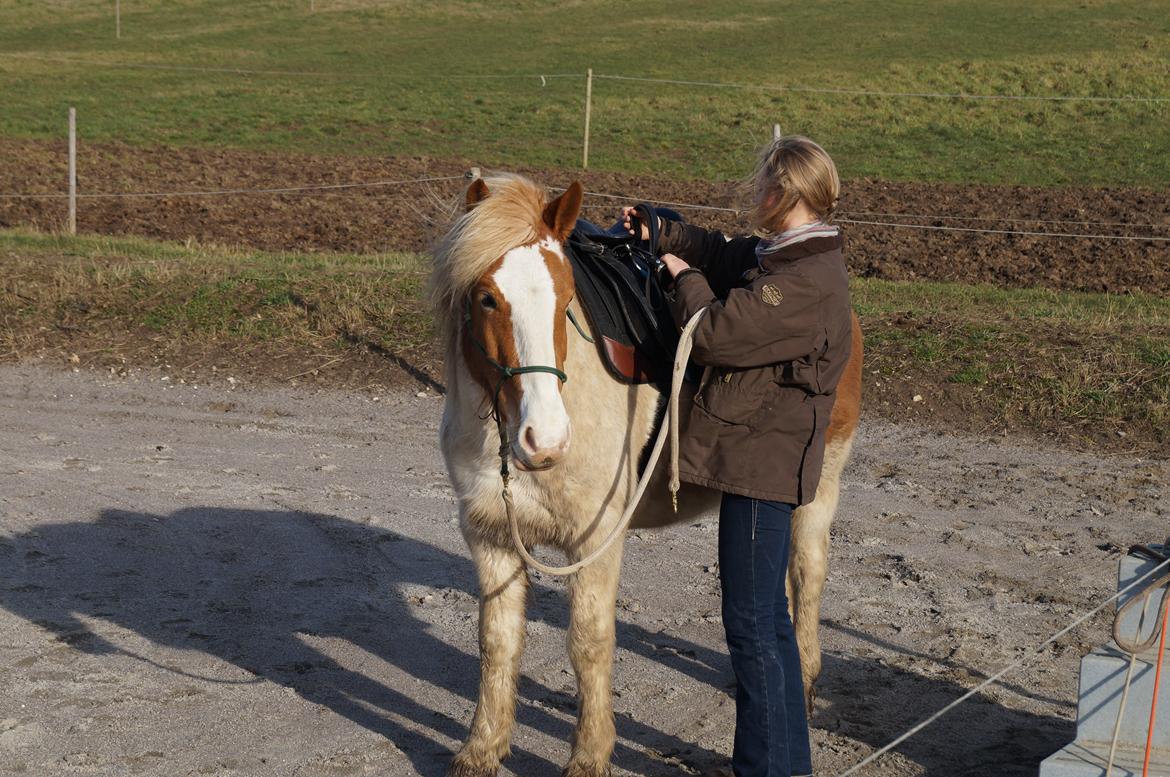 Pinto Lavida billede 16