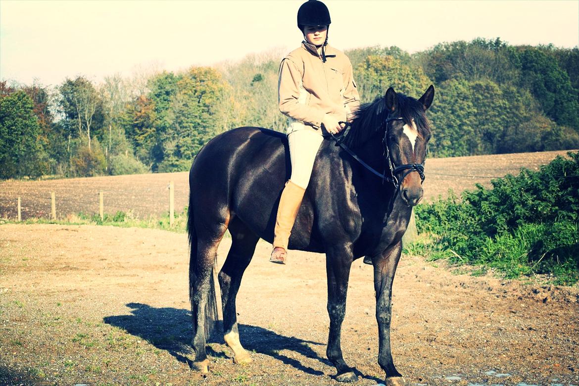 Trakehner Beautyful Diva - Uden sadel - Efteråret 2011 - Fotograf: Mor billede 6