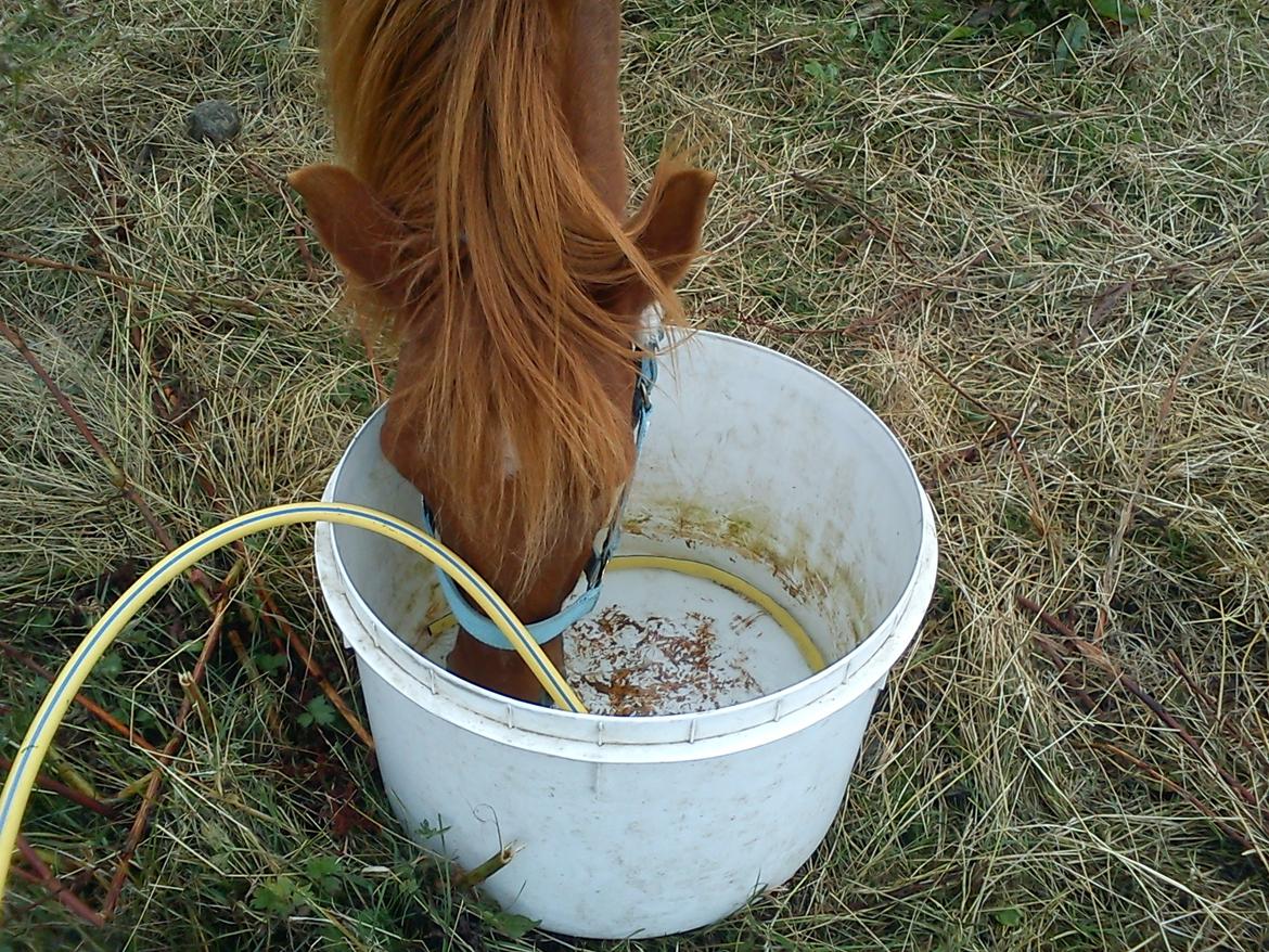 Anden særlig race Molly (SOLGT) <3 billede 27
