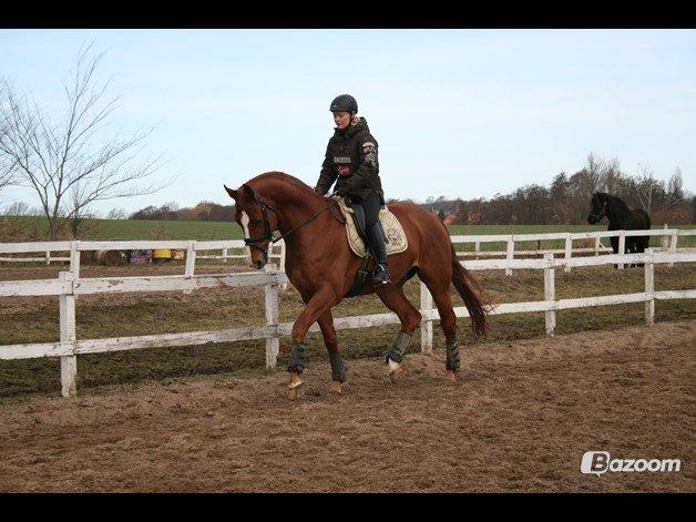 Hannoveraner Welsche Welt billede 10