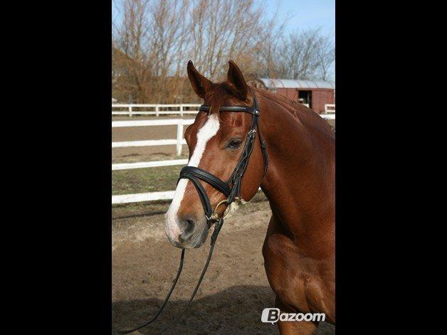 Hannoveraner Welsche Welt billede 6