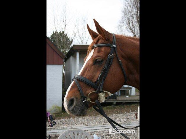 Hannoveraner Welsche Welt billede 7