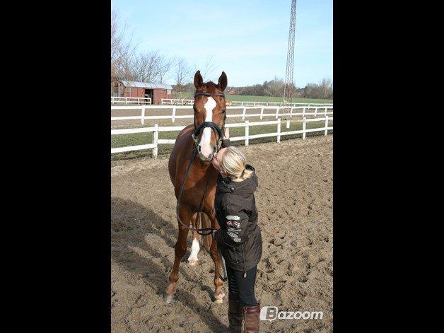 Hannoveraner Welsche Welt billede 8