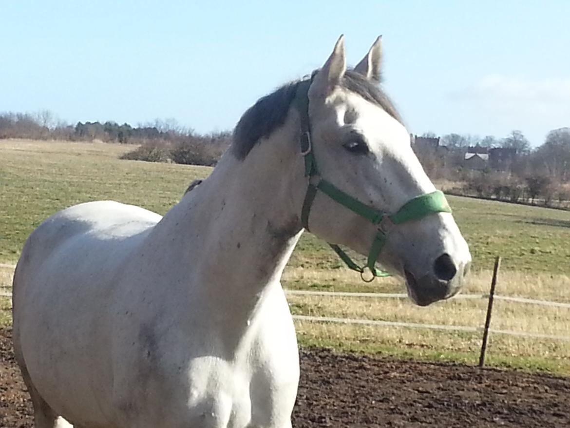 Anden særlig race Isha billede 10