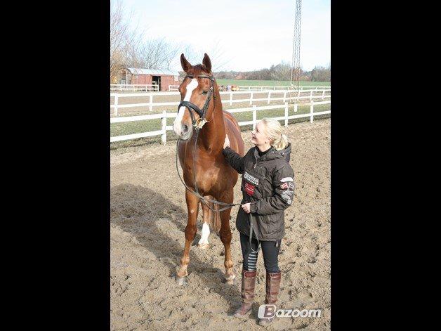 Hannoveraner Welsche Welt billede 9