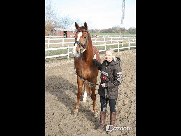 Hannoveraner Welsche Welt billede 2