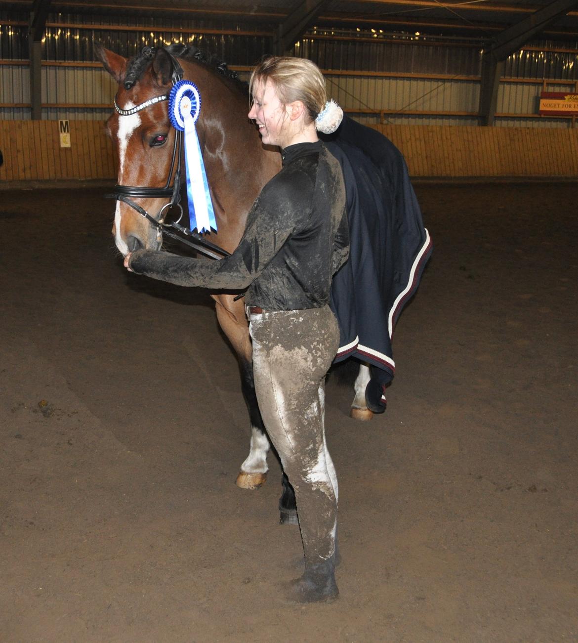 Welsh Cob (sec D) Lindbergs Milton B-PONY - Henriette og Milton blev B-rytter og pony i jeres anden PRI til 68.75% så flot! billede 3