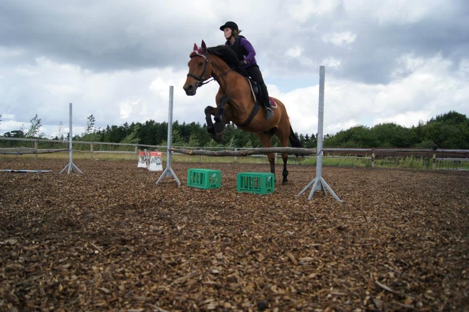 Tysk Sportspony Escape ( Kalle) - Her springer vi, der hjemme billede 1