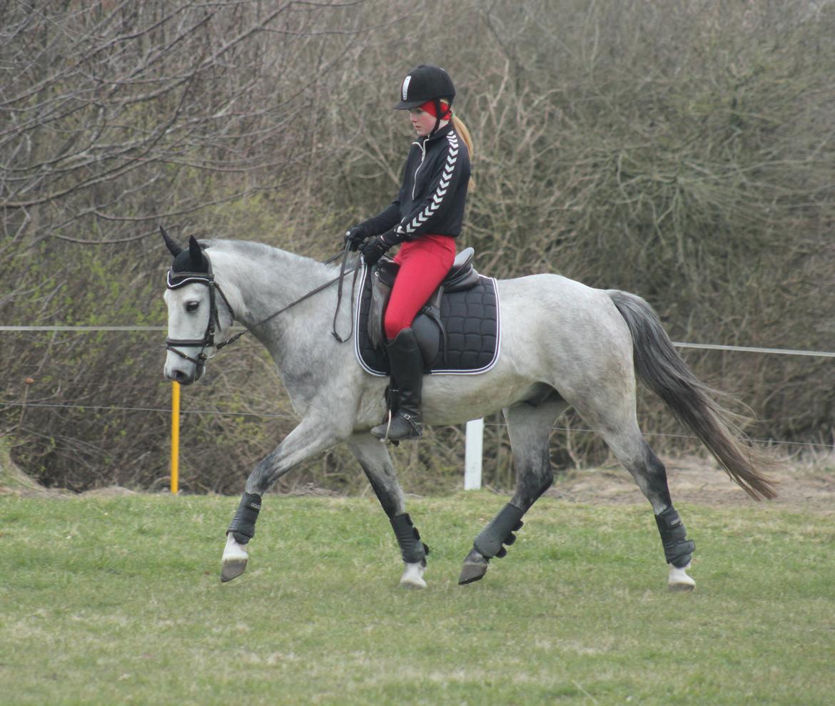 Anden særlig race WHAT A SURPRICE | SP <3 - Marts 2014 - foto. Laura Nicolajsen  billede 8