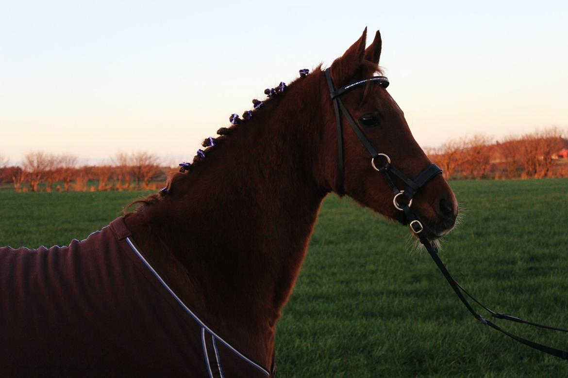Arabisk fuldblod (OX) Lisan - Smukke pony <3 billede 38