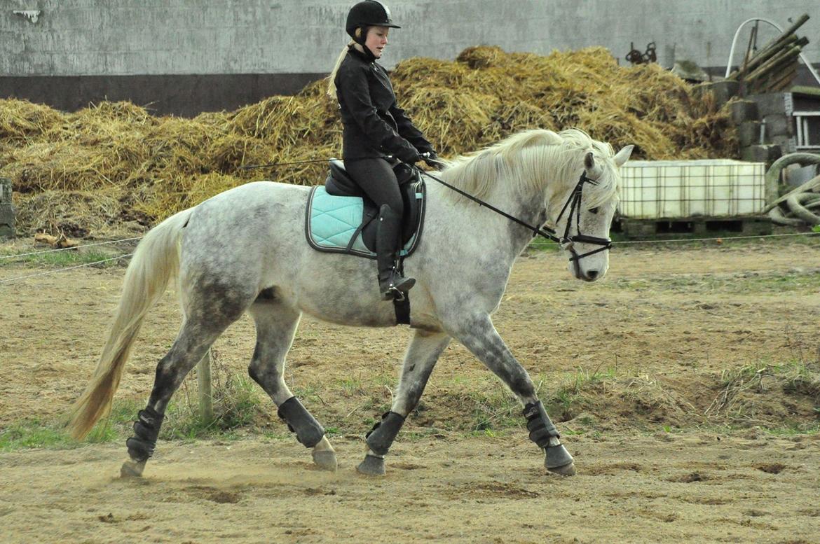 DSP Remember Me Af Sandager - Taget af Annika Mørum 14-03 2014 billede 23