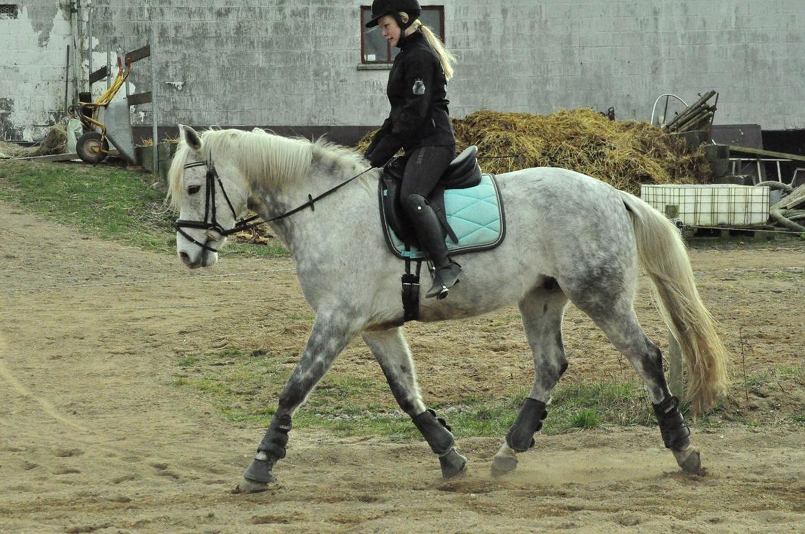 DSP Remember Me Af Sandager - Taget af Annika Mørum. 14-03 2014 billede 25