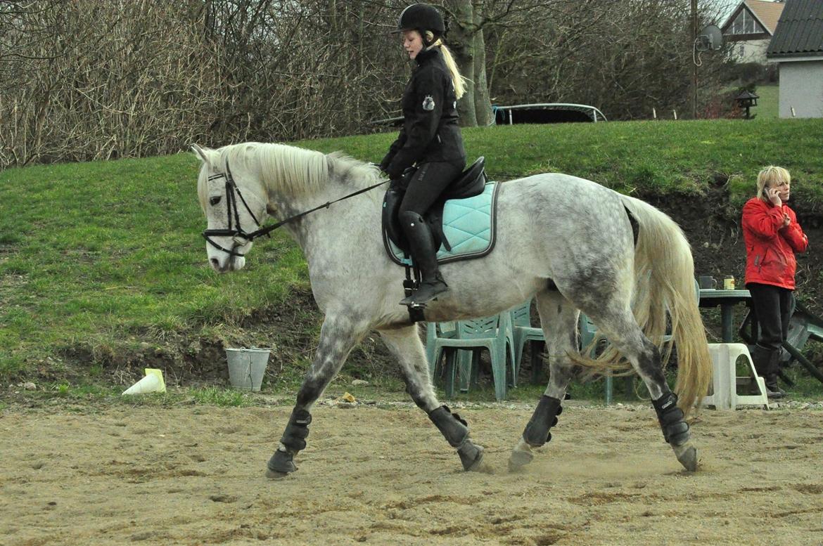 DSP Remember Me Af Sandager - Taget af Annika Mørum. 14-03 2014 billede 24