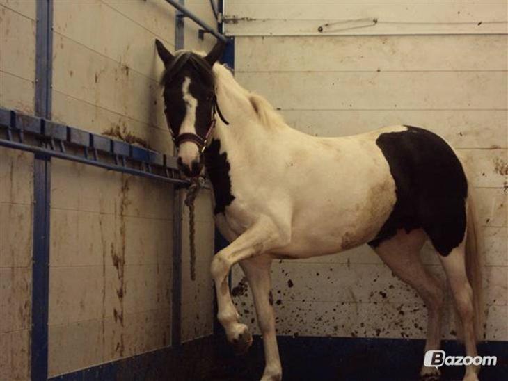 {{currentPhoto.altText}} billede {{currentPhoto.number}}