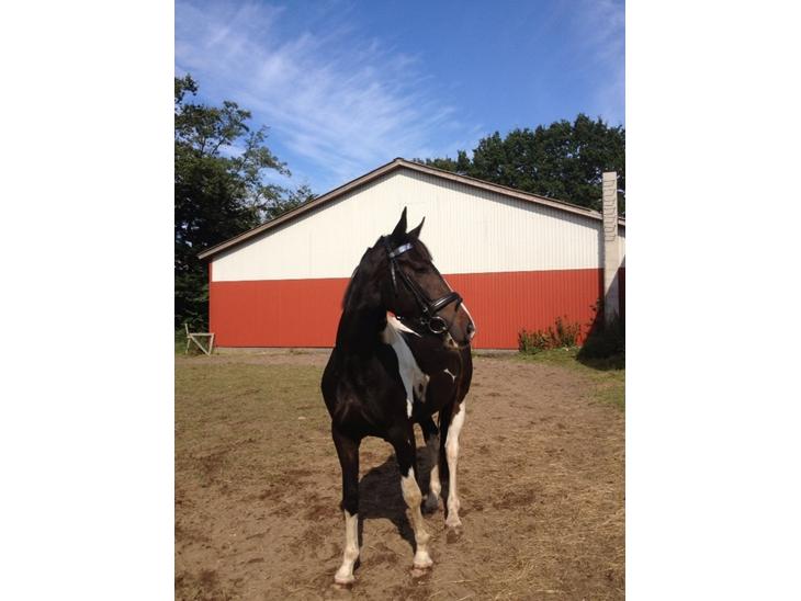 {{currentPhoto.altText}} billede {{currentPhoto.number}}