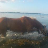 Haflinger Maze