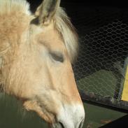 Fjordhest hirse Stanstorp