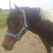 Anden særlig race Maj