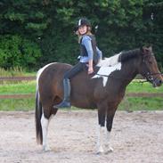 Anden særlig race Maj