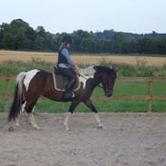 Anden særlig race Maj