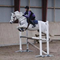 Anden særlig race Lucas