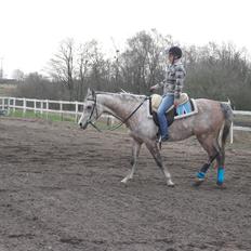 Arabisk fuldblod (OX) JA Koral ox