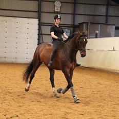 Holstener Monokrat Essenbæk - Monty