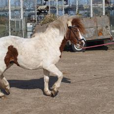 Shetlænder Solvangs Jazz