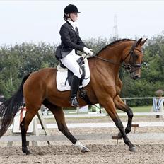 Dansk Varmblod Svalegårds Rosselini