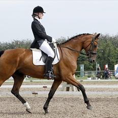 Dansk Varmblod Svalegårds Rosselini