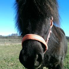 Shetlænder Djoeke van Wommels