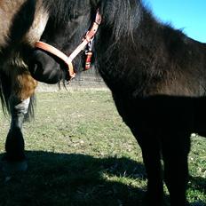 Shetlænder Djoeke van Wommels