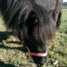 Shetlænder Djoeke van Wommels