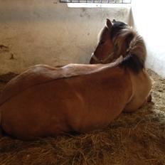 Anden særlig race Smukke Per