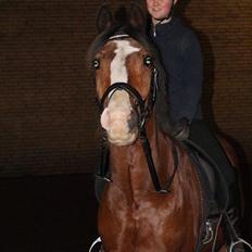 Anden særlig race Django [tidligere lånepony]